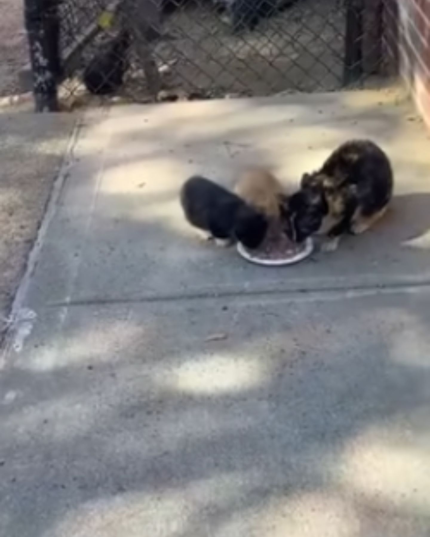 three cats eating