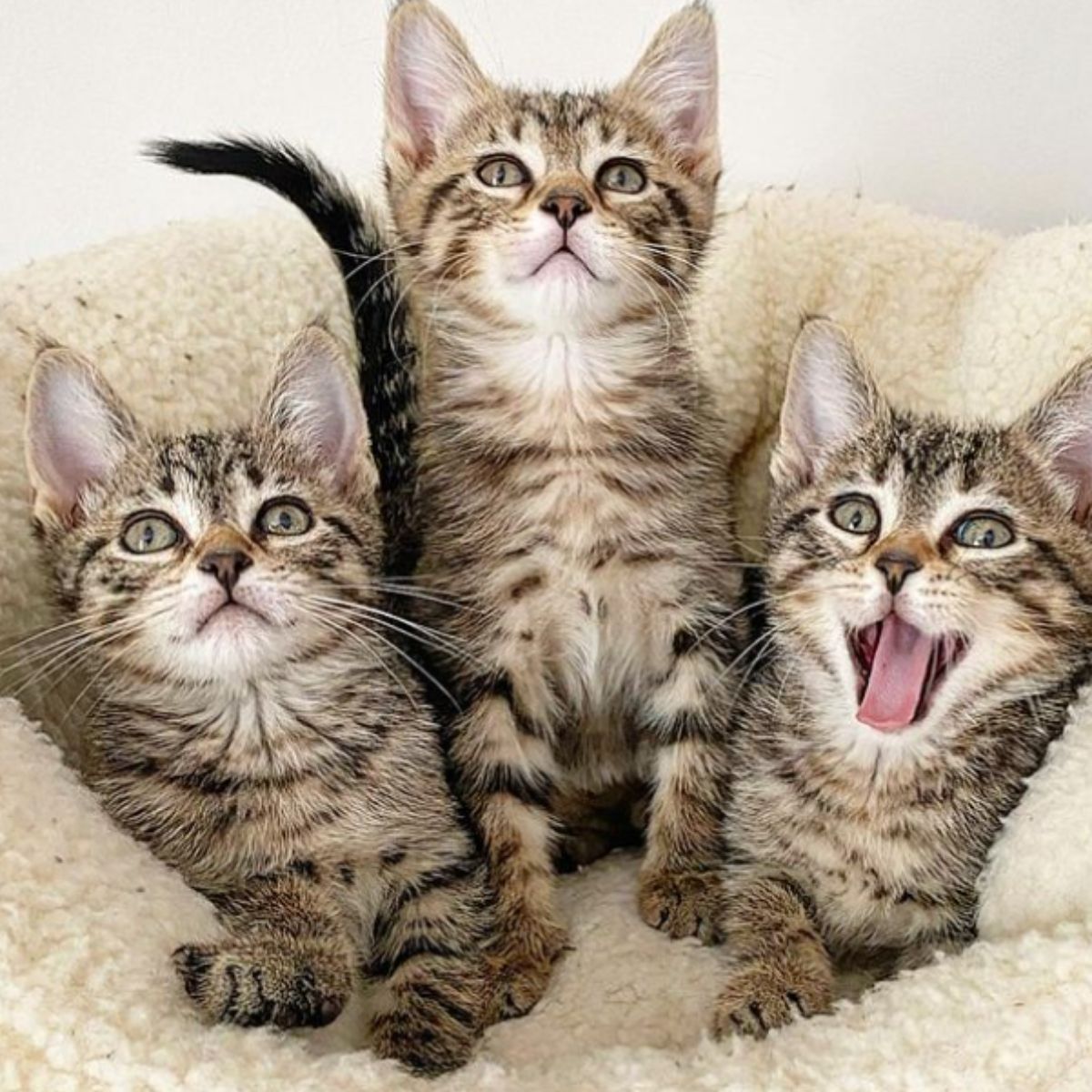 three cute gray cats