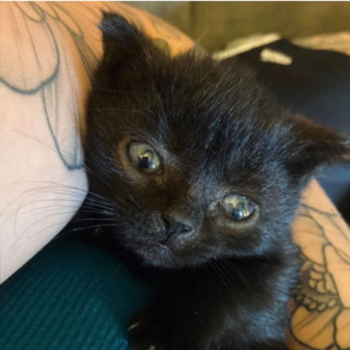 tiny black kitten