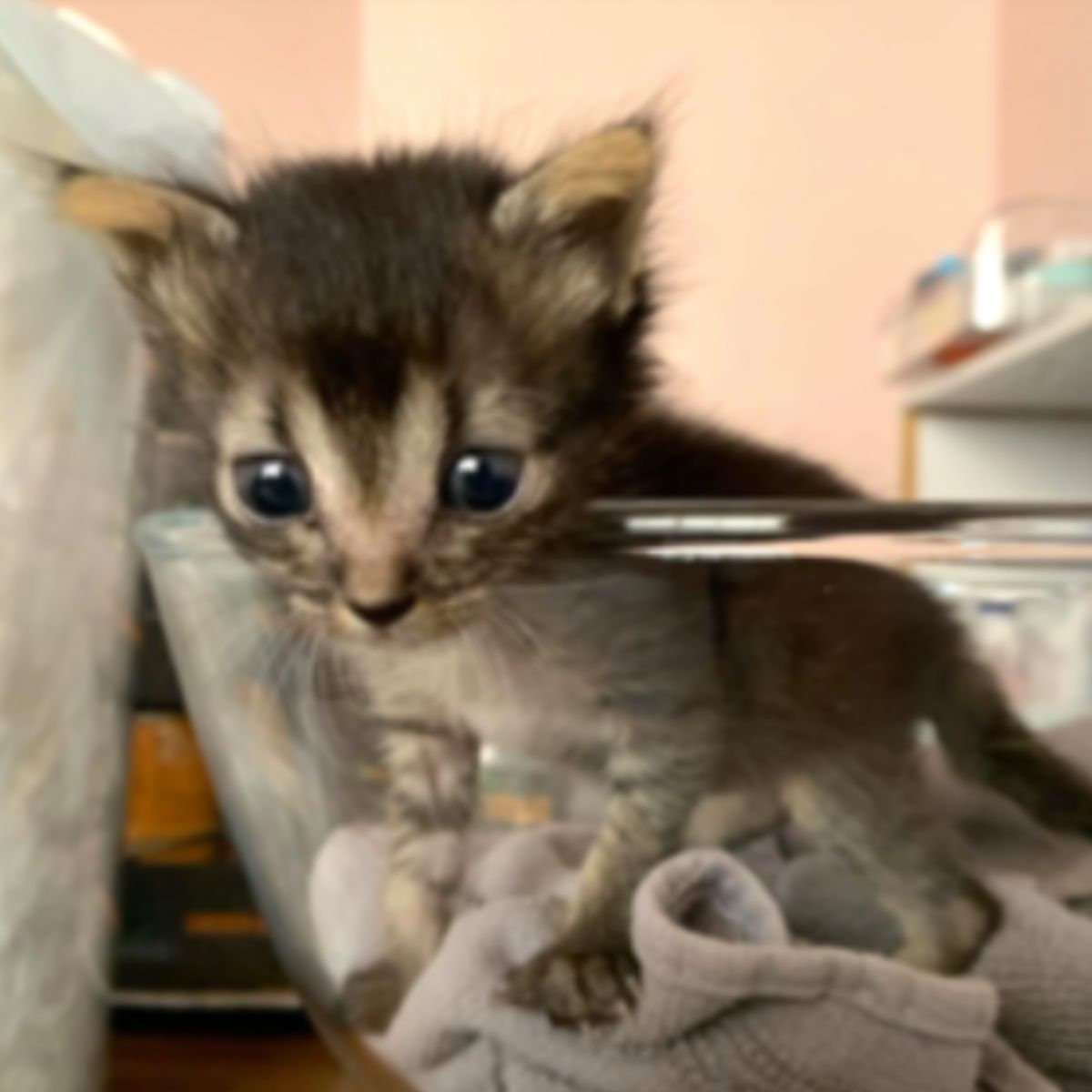 tiny gray kitten