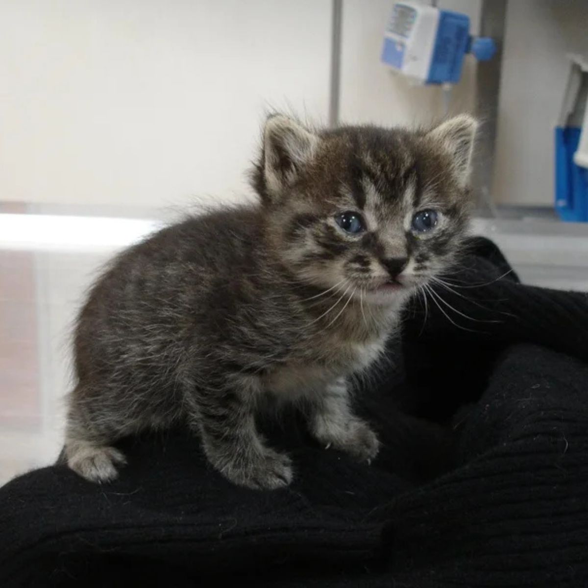 tiny kitten