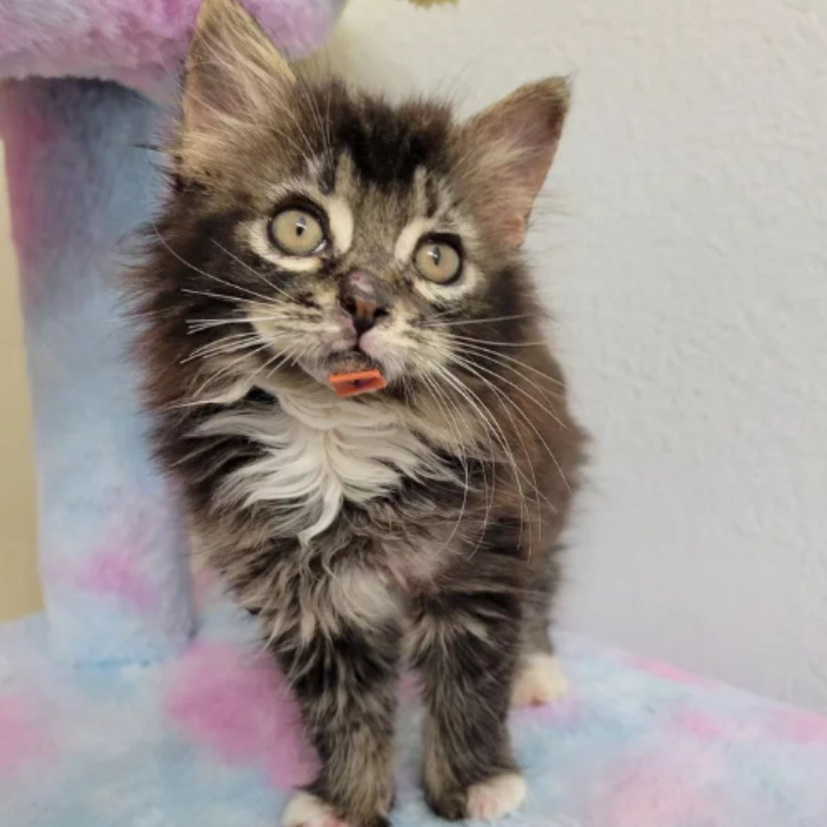 tiny kitten holding treat in mouth