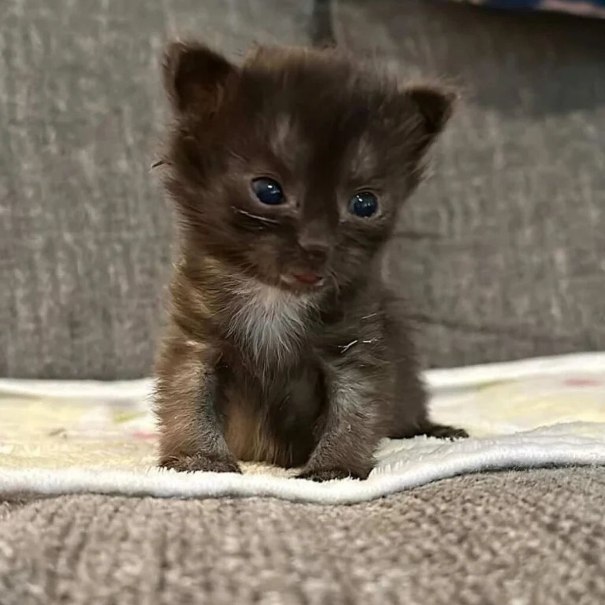 tiny kitten on couch