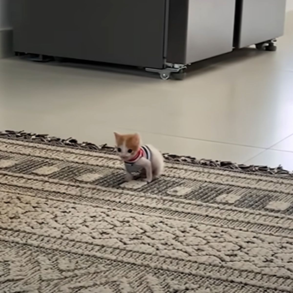 tiny kitten on the carpet