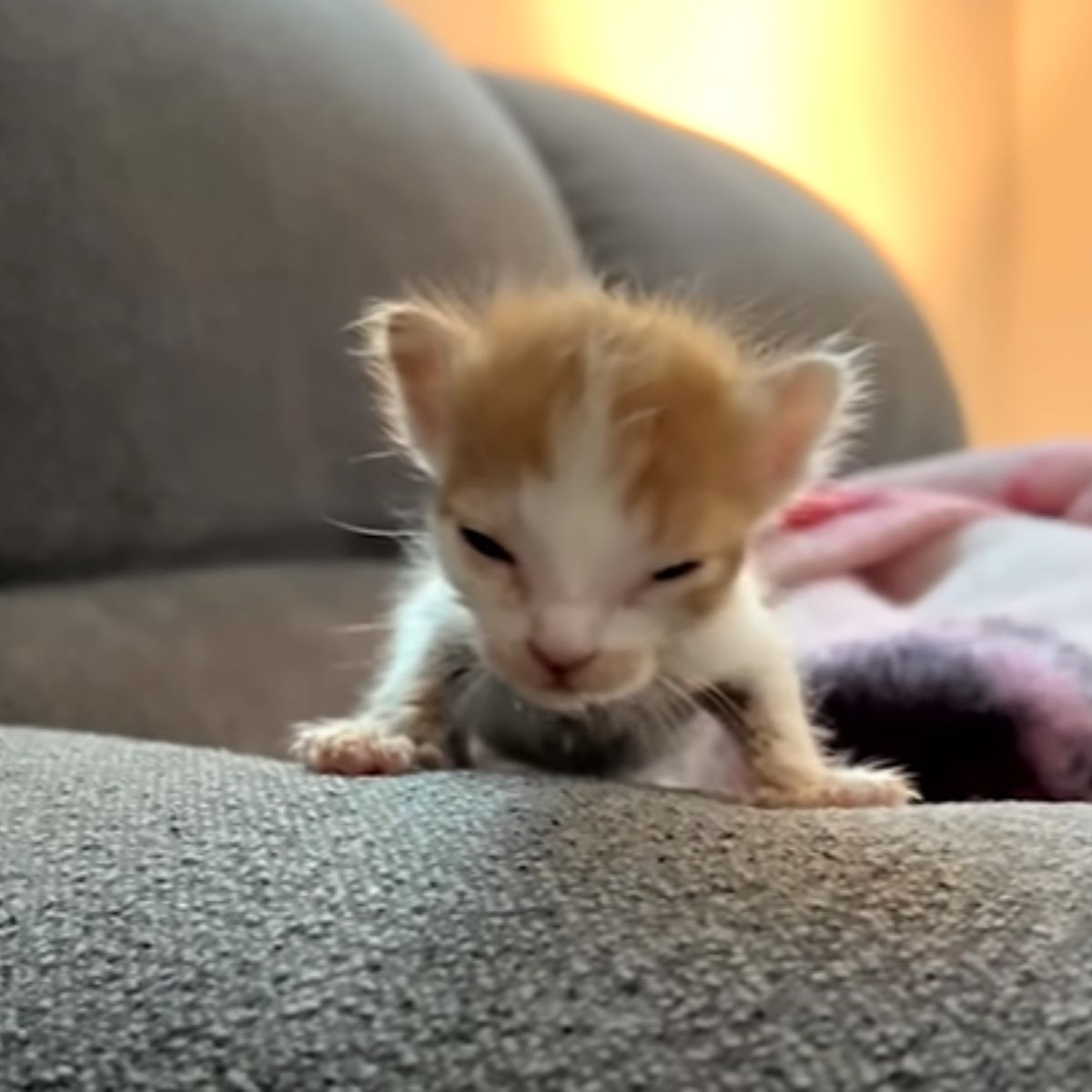 tiny kitten on the couch