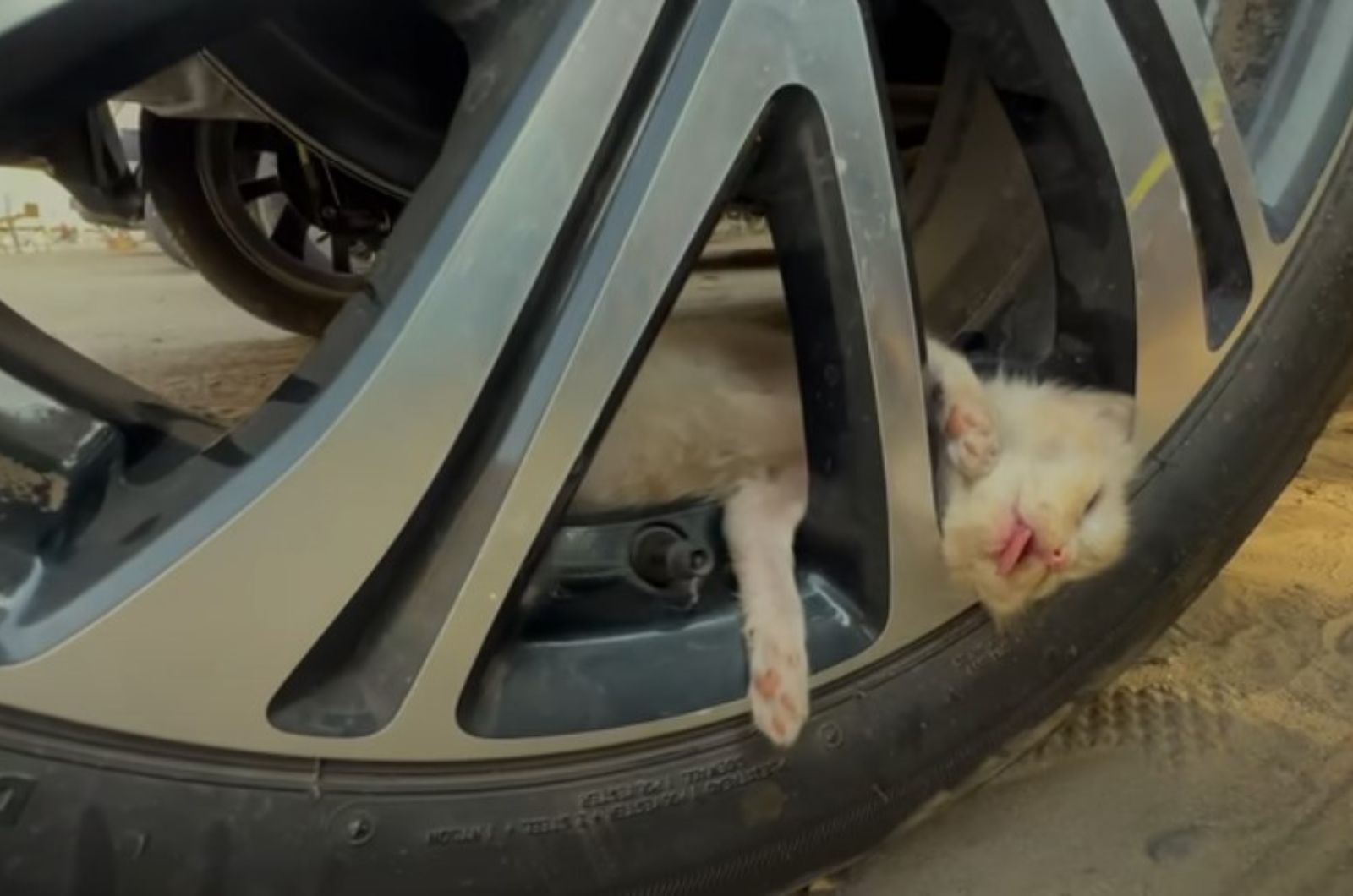 tiny kitten sleeping on a tire