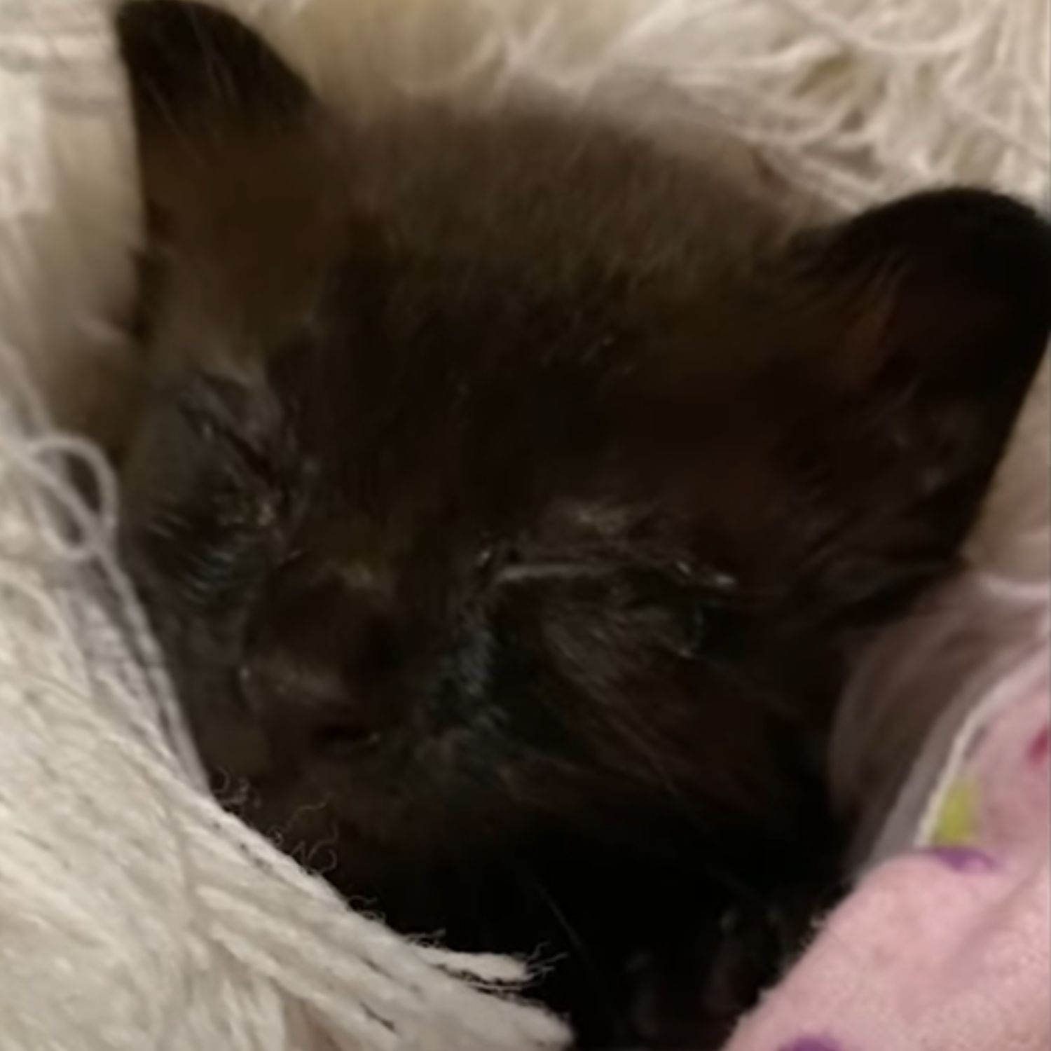 tiny kitten sleeping