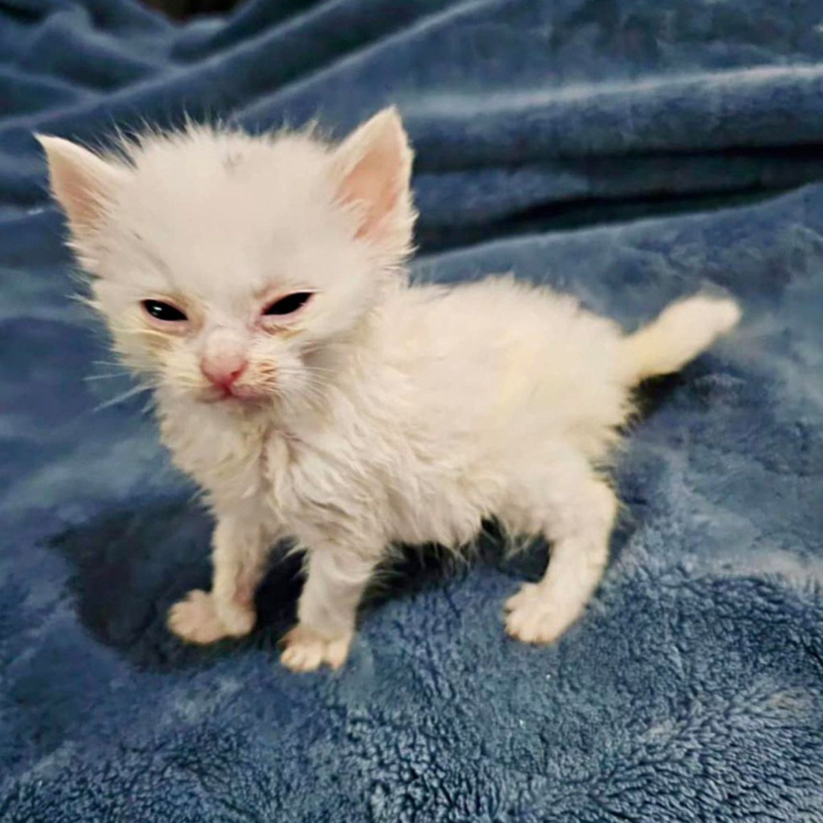 tiny white kitten