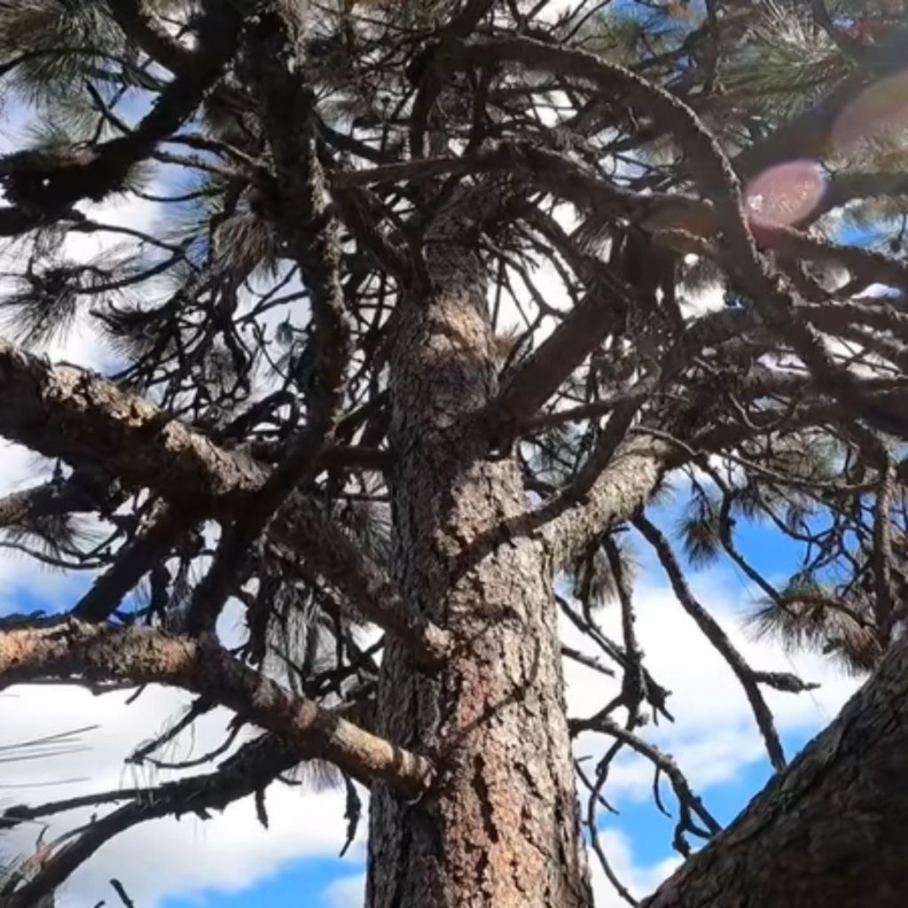 tree with intertwined branches