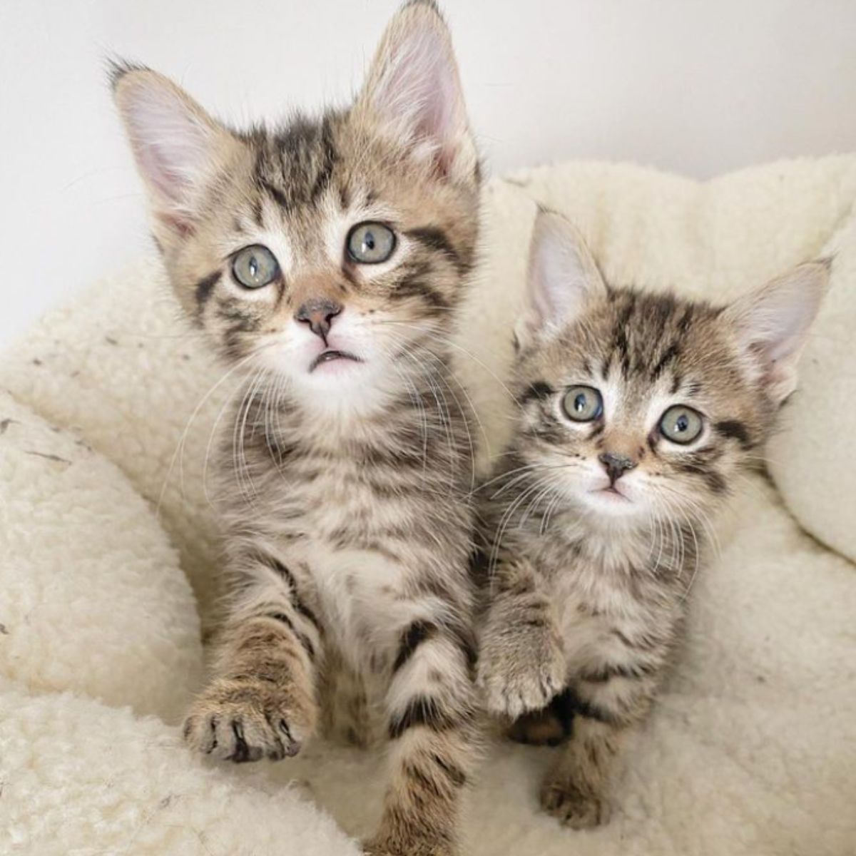 two adorable kittens