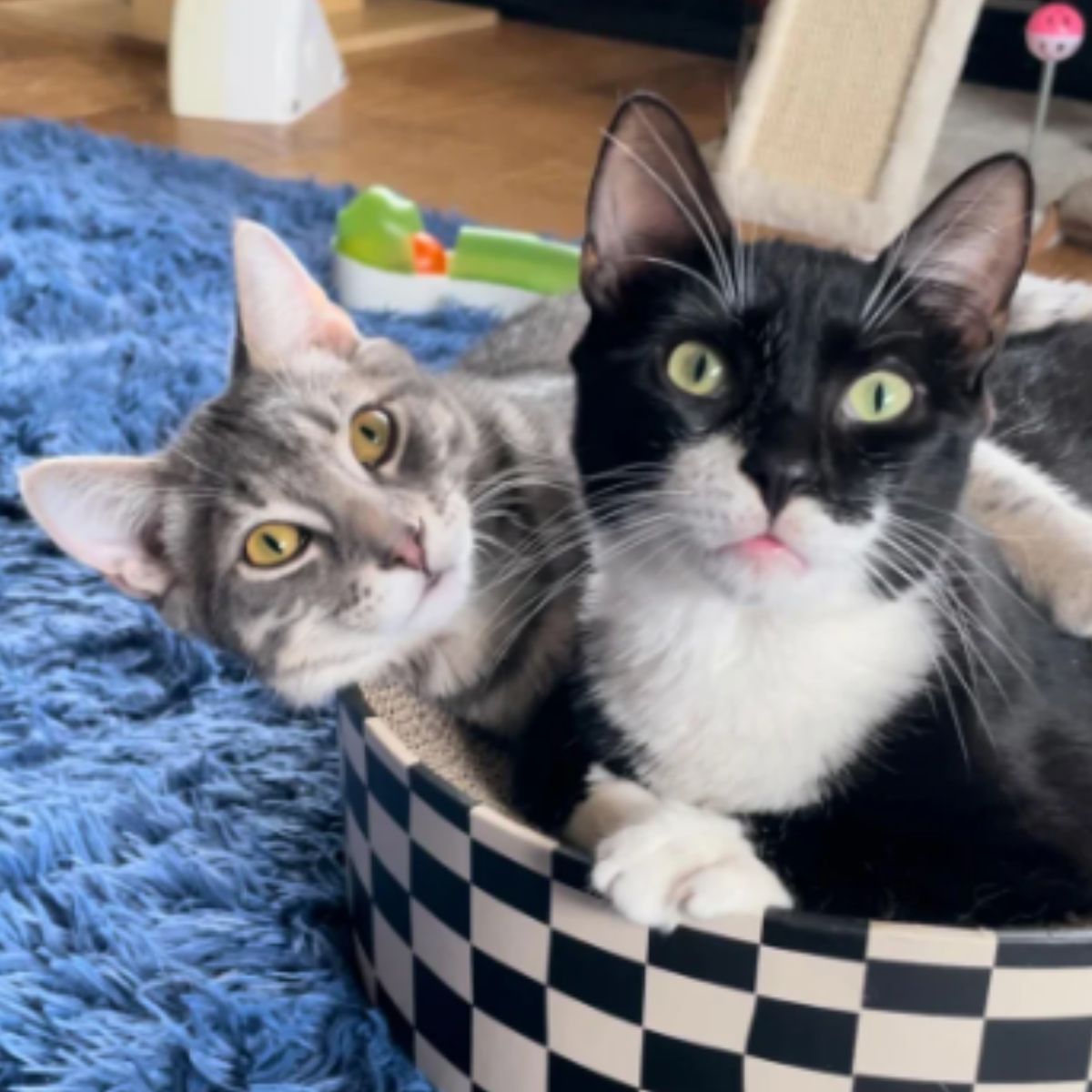 two cats in basket