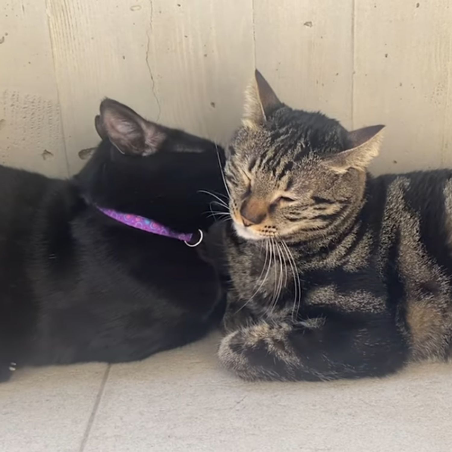 two cats licking each other