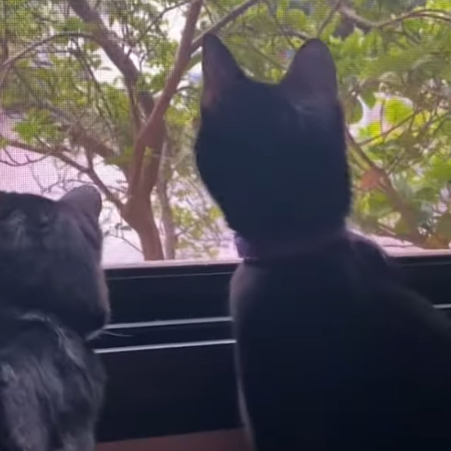 two cats looking through the window