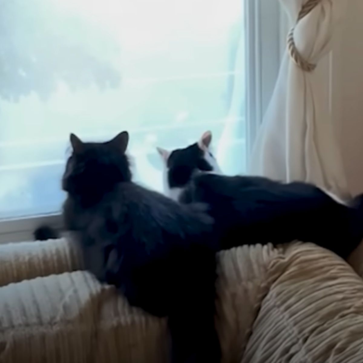 two cats on window