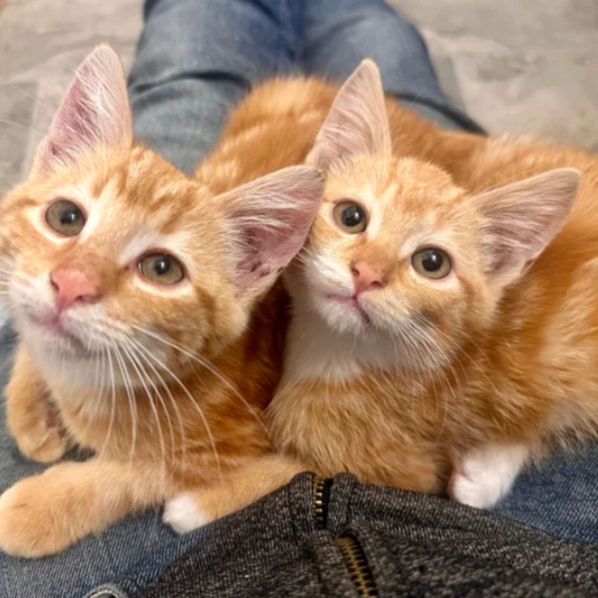 two cats sitting on a owner legs