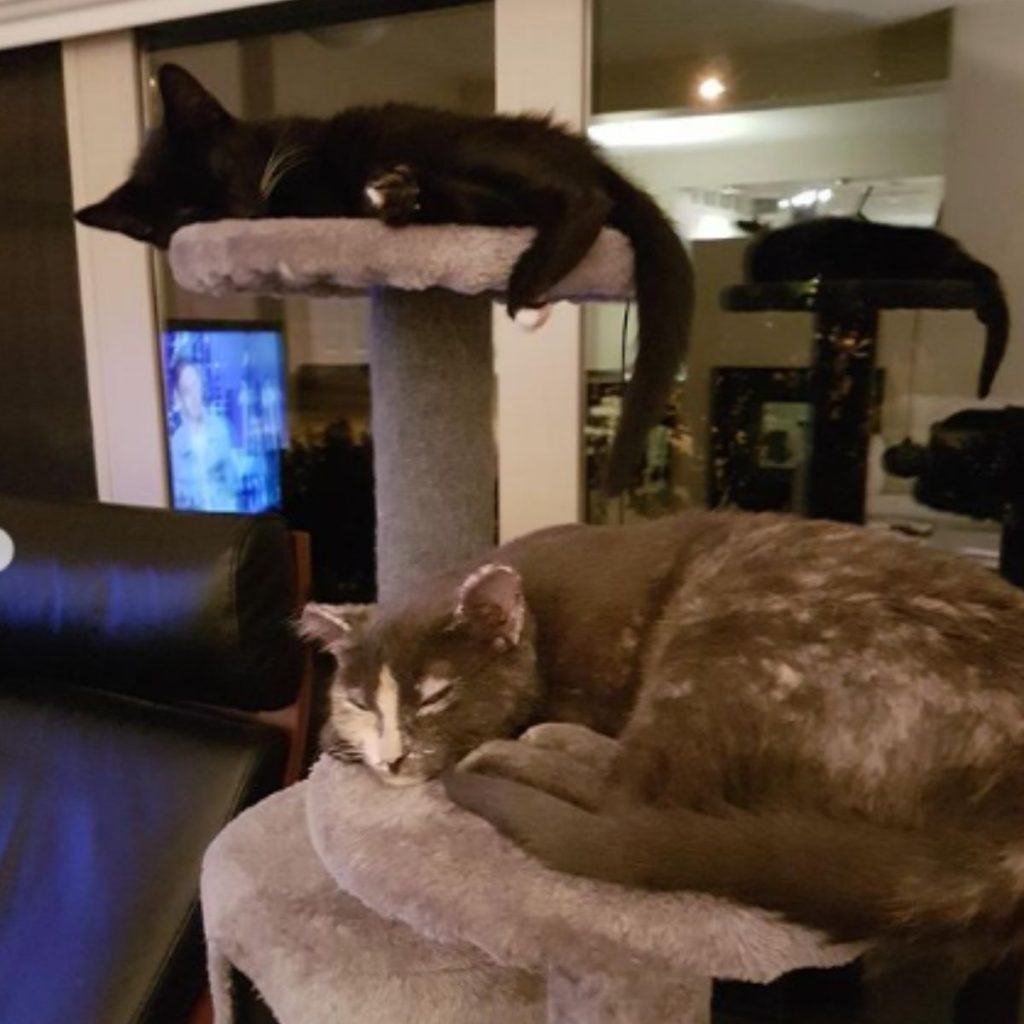 two cats sleeping on a scratching post