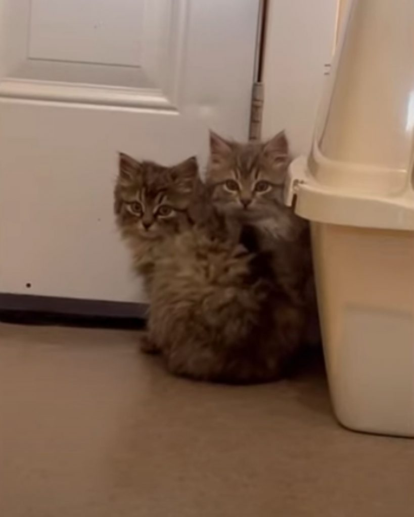 two cute fluffy kittens