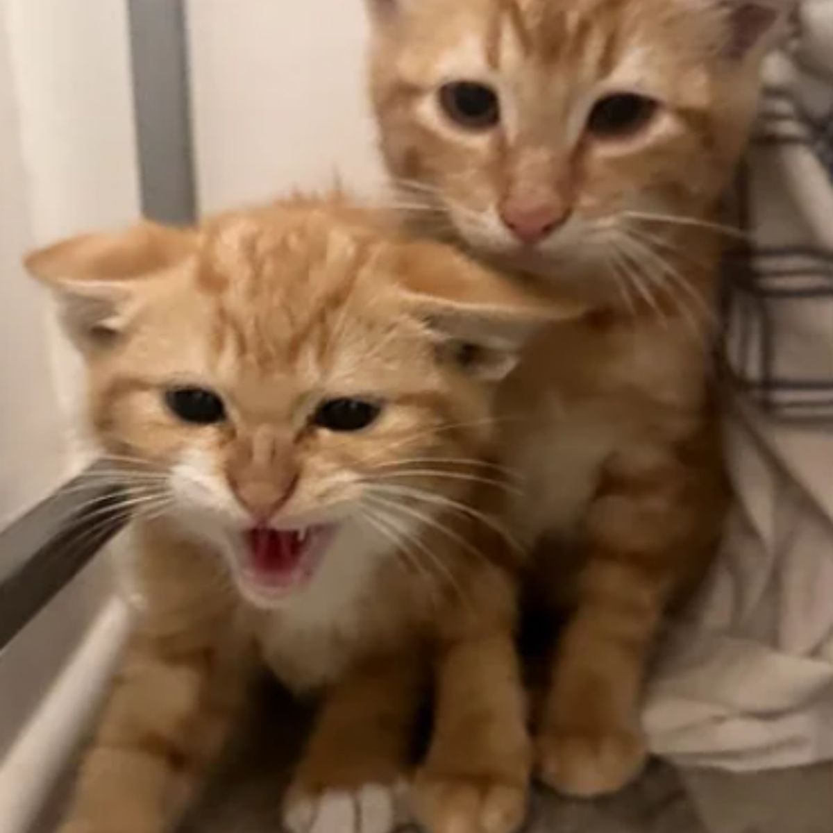 two cute ginger cats