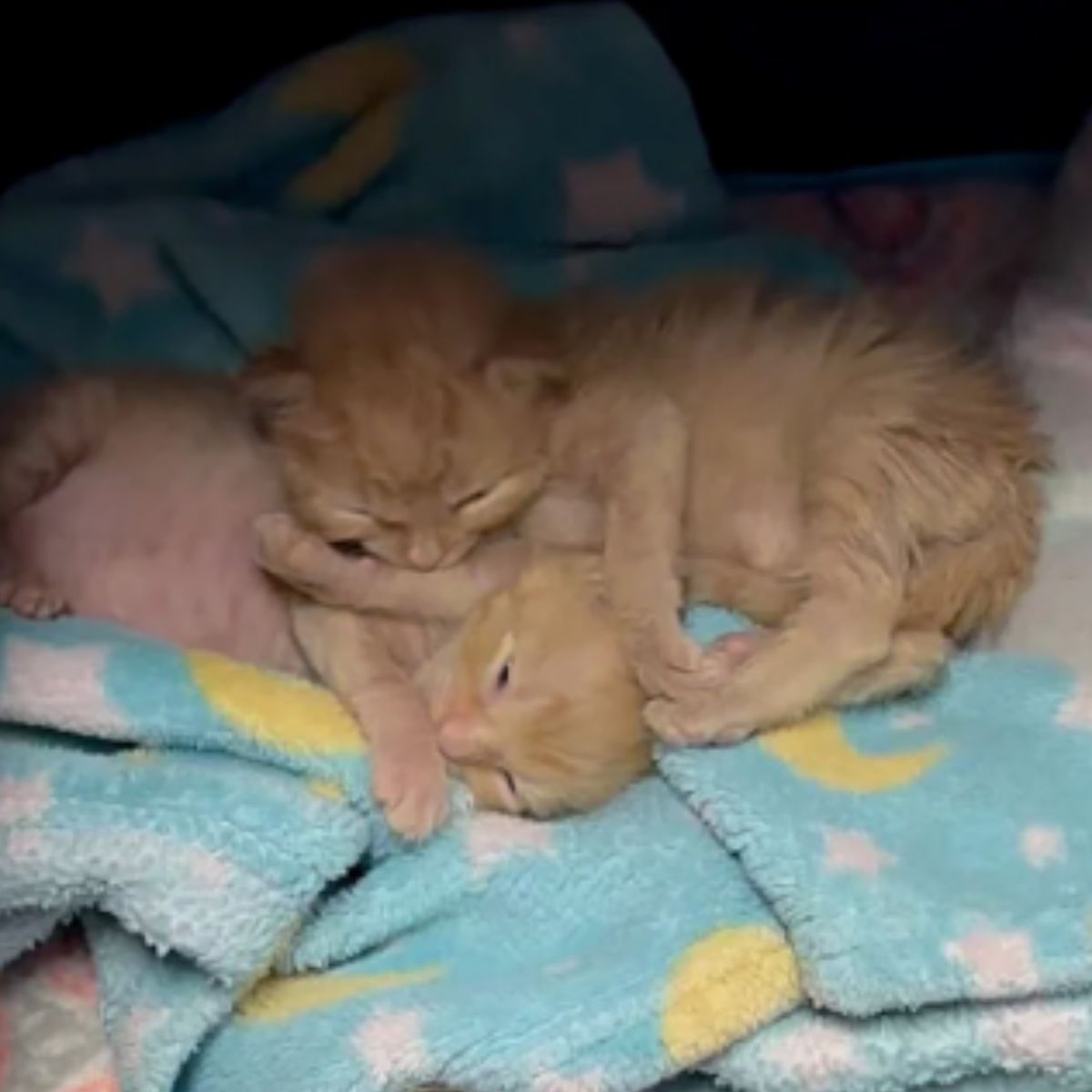 two cute ginger kittens