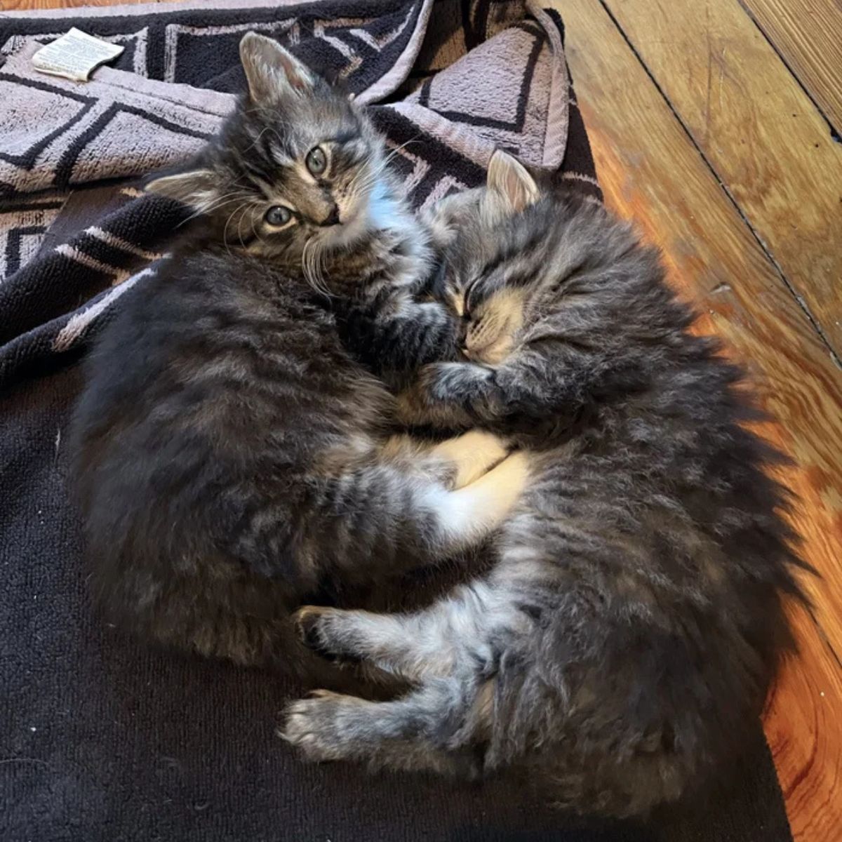 two cute kittens lying together