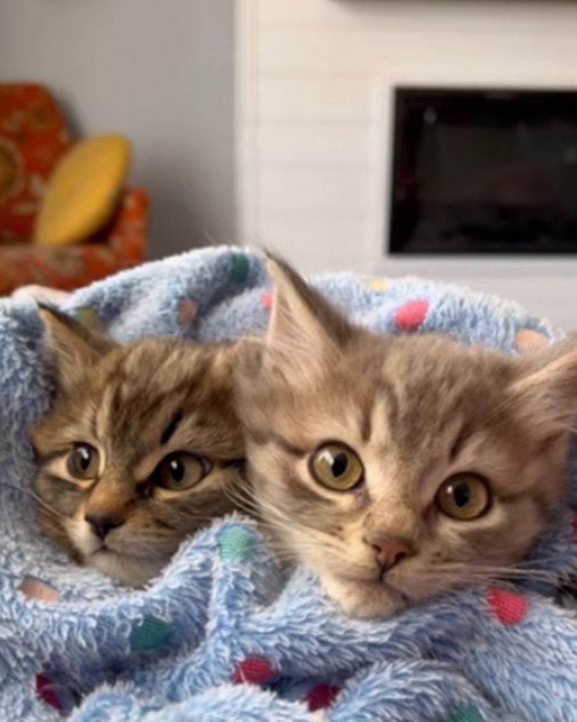 two cute kittens wrapped in a blue blanket