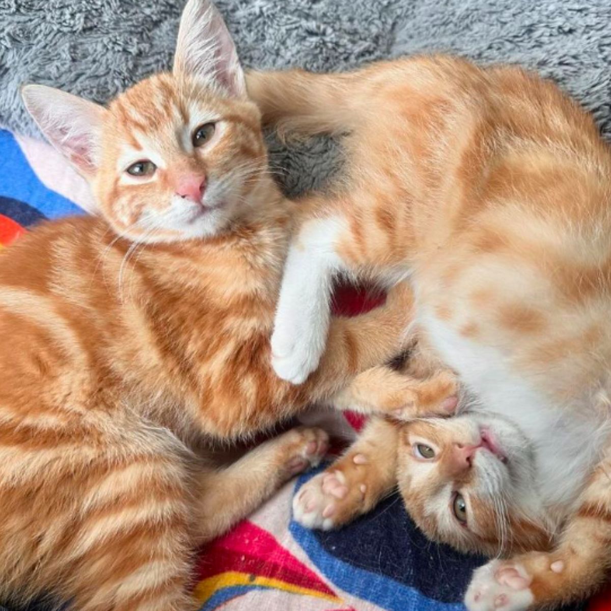 two ginger cats laying down