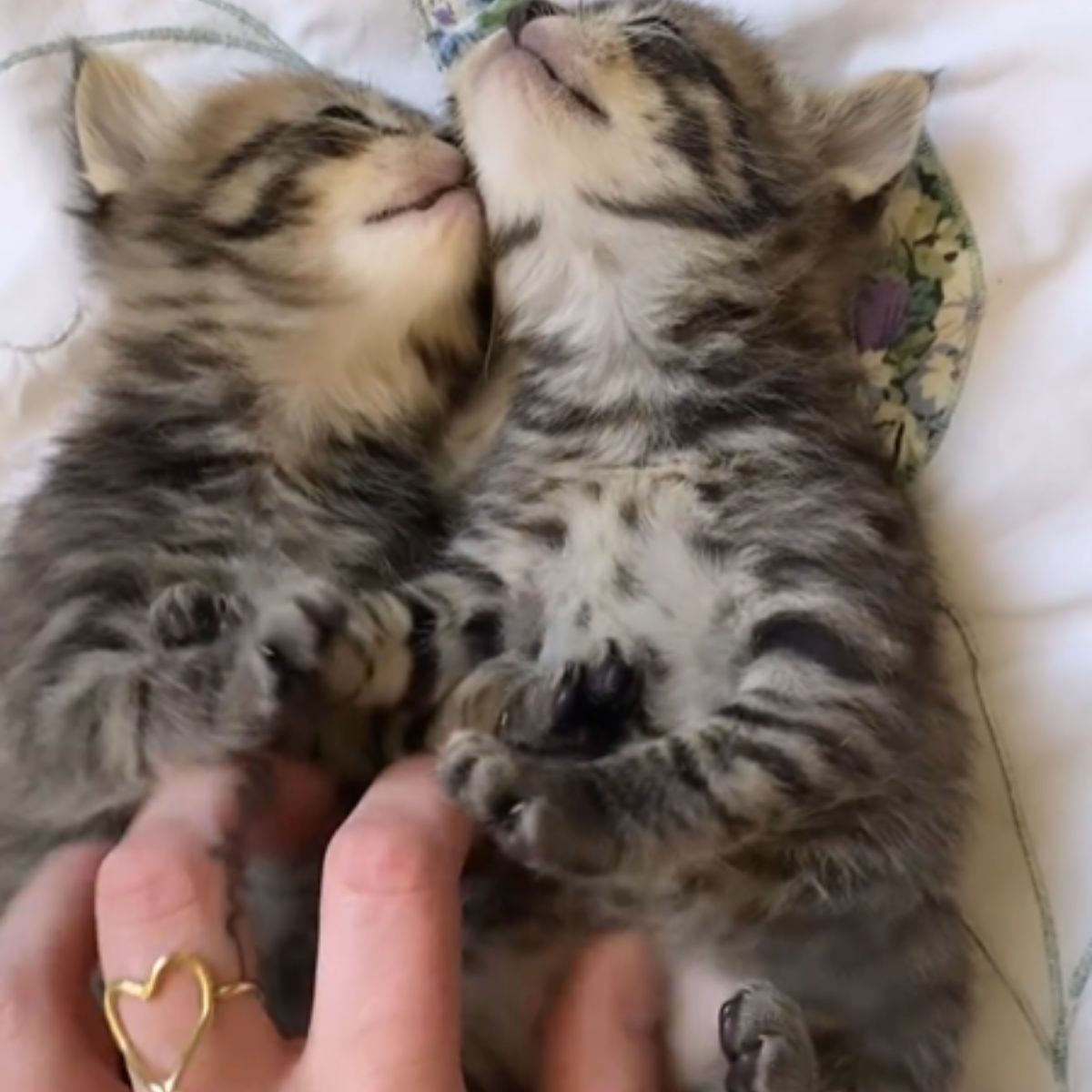 two gray kittens