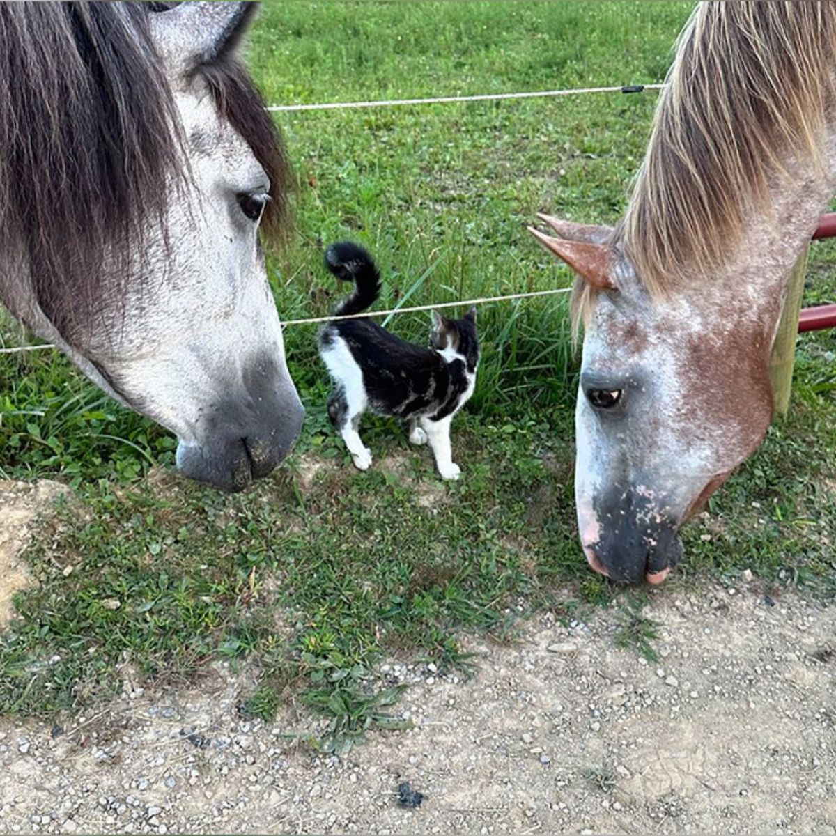 two horse and a cat outdoor