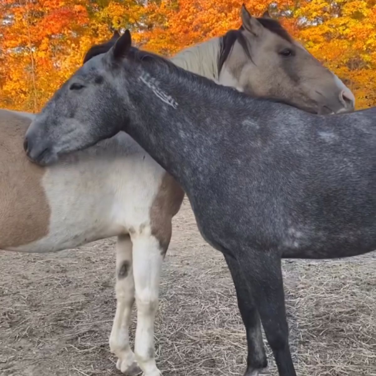 two horses in hug