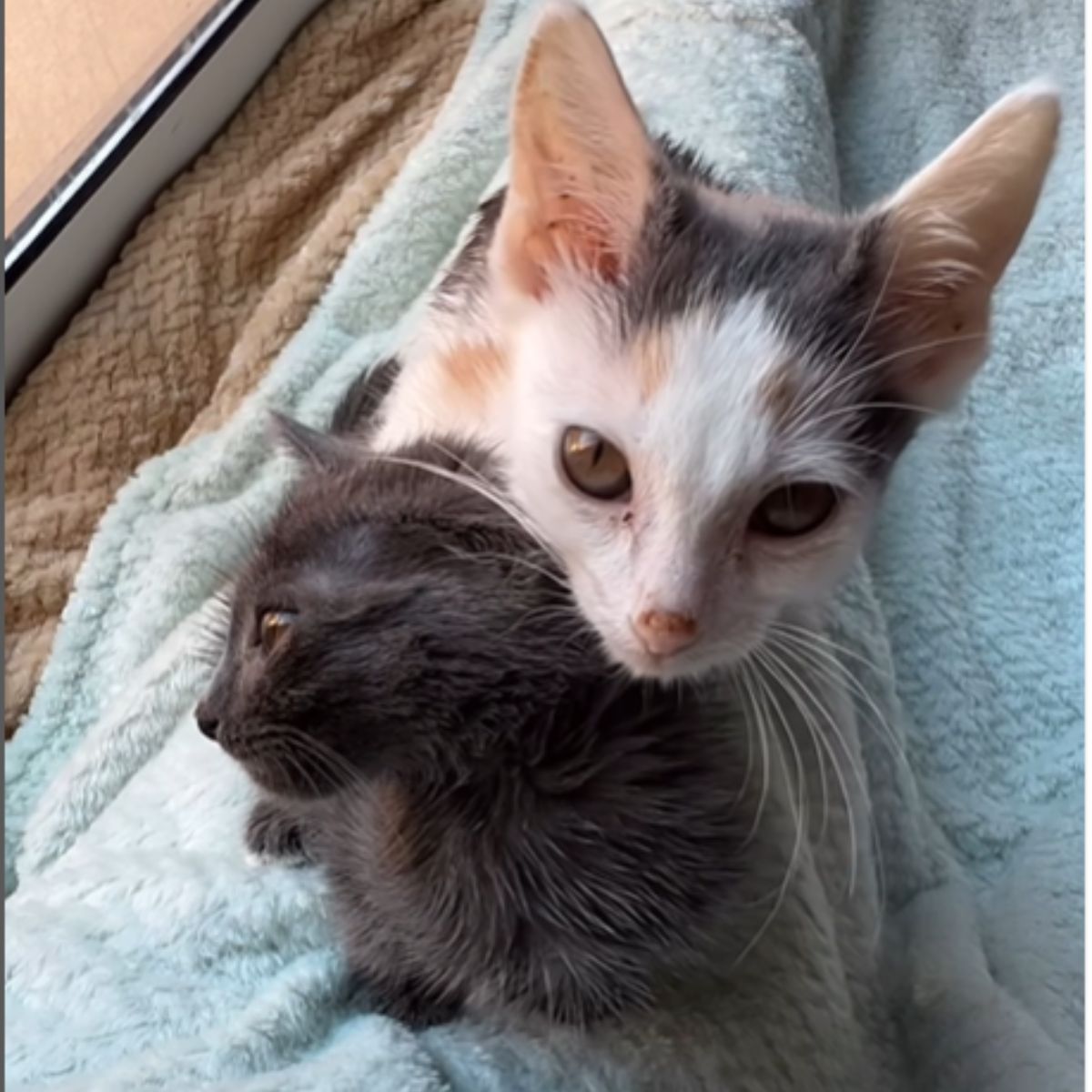 two kitten cuddling