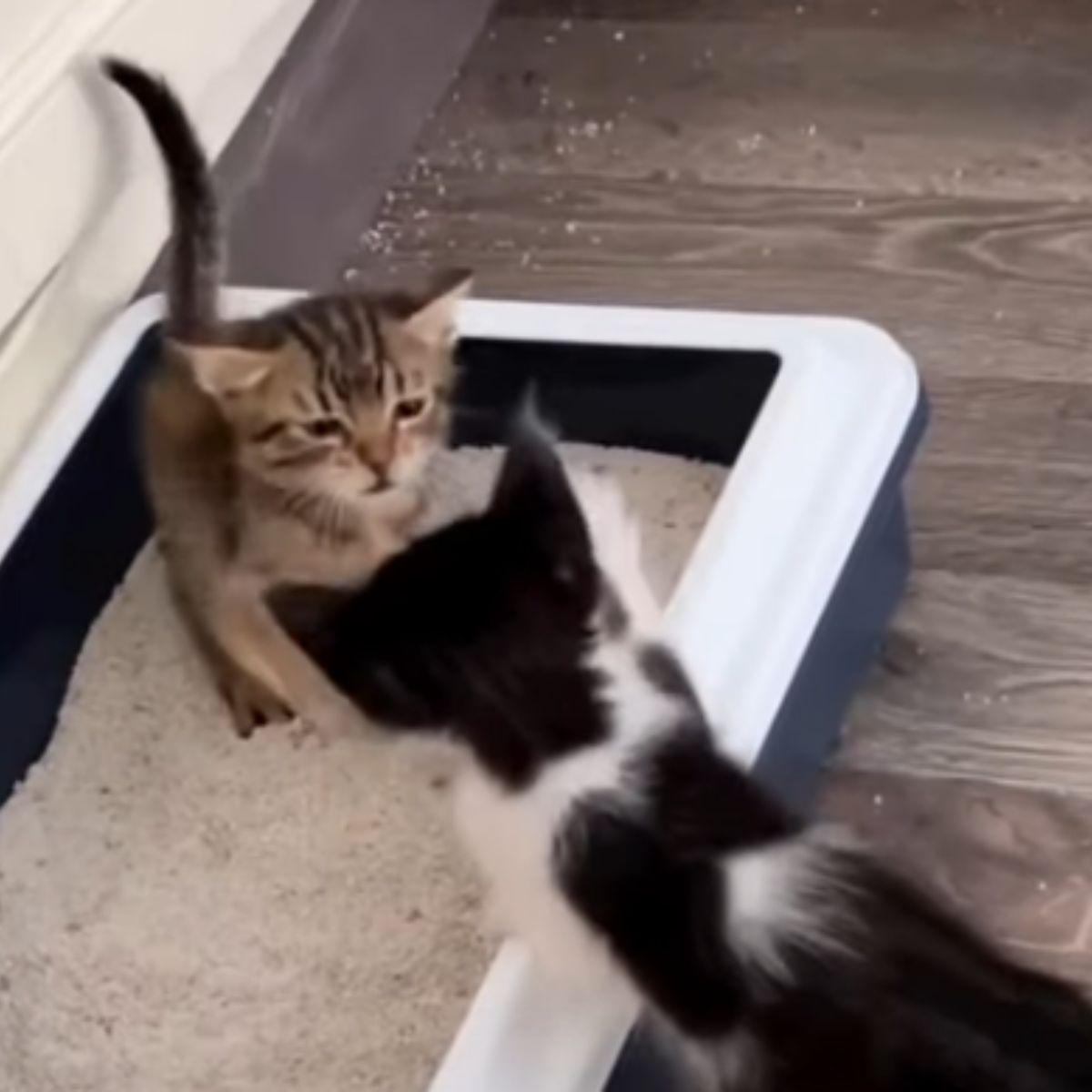 two kittens in a litter box