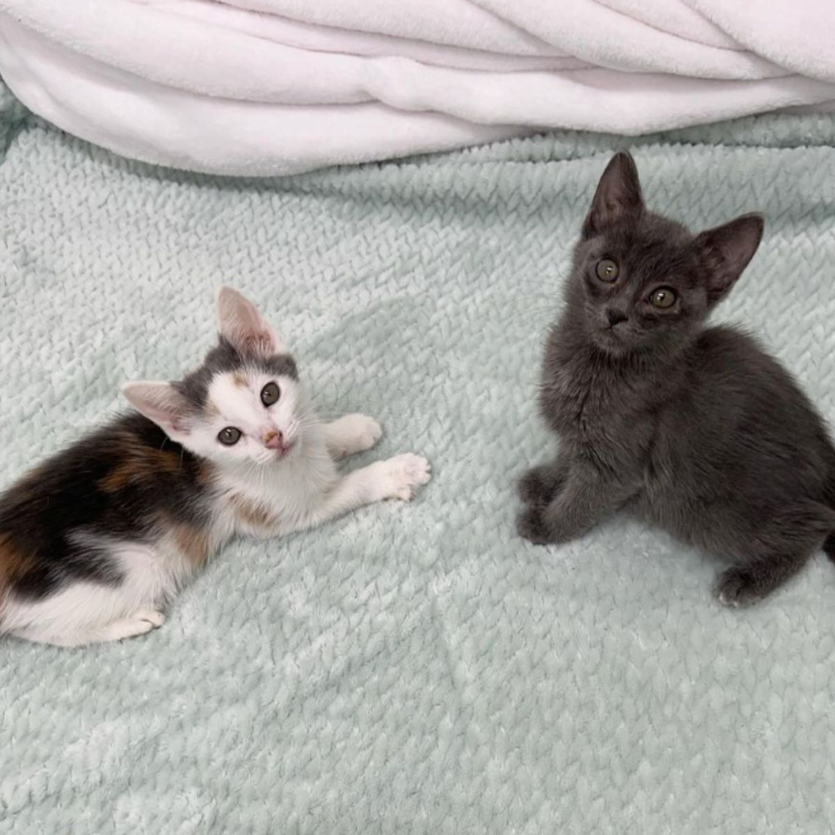 two kittens named toffee and caramel