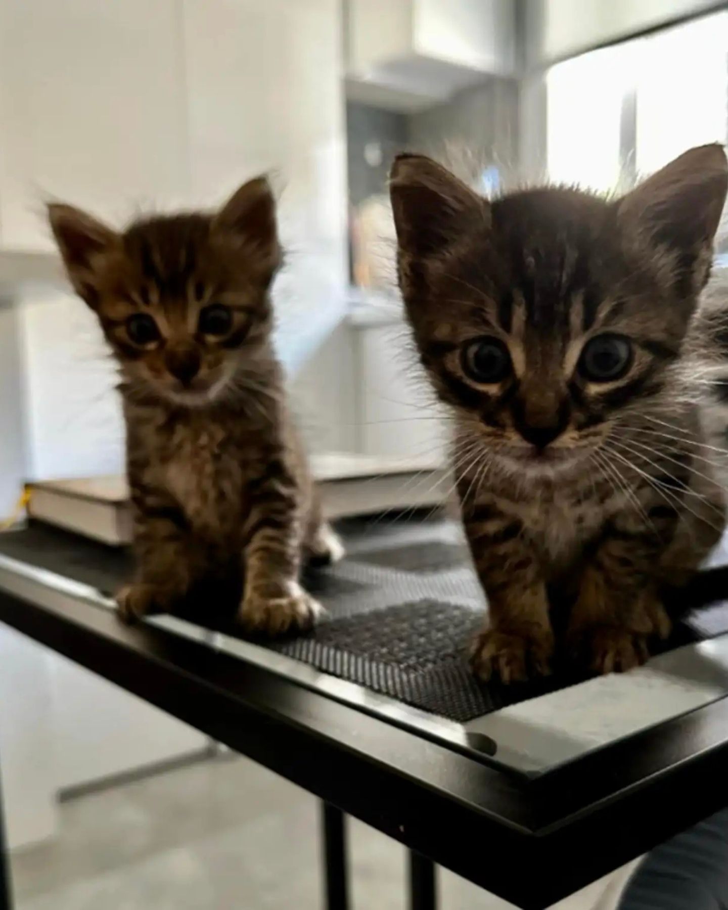 two kittens on the table