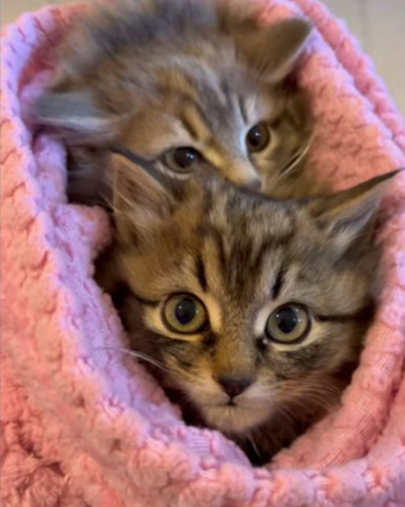 two kittens wrapped in a pink blanket