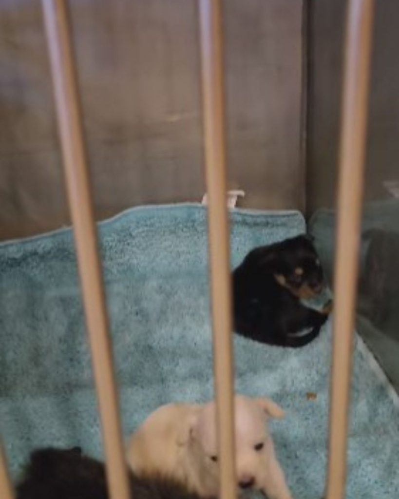 two puppies in a cage