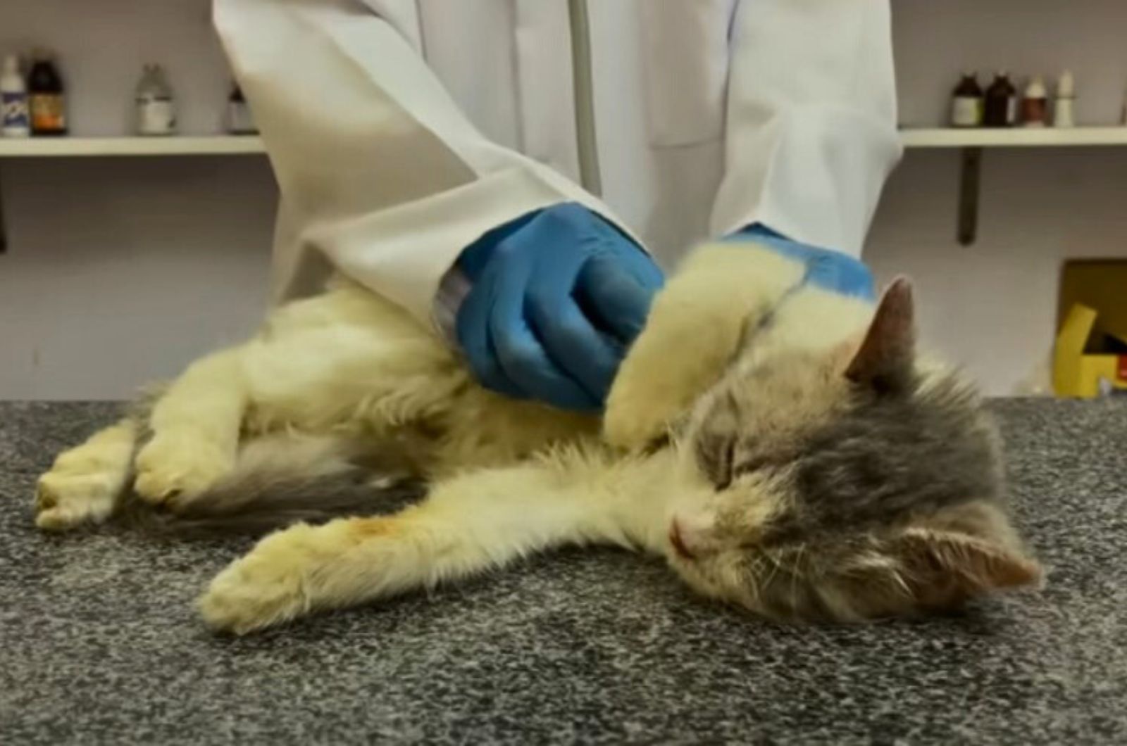 veterinarian examining cat on the table