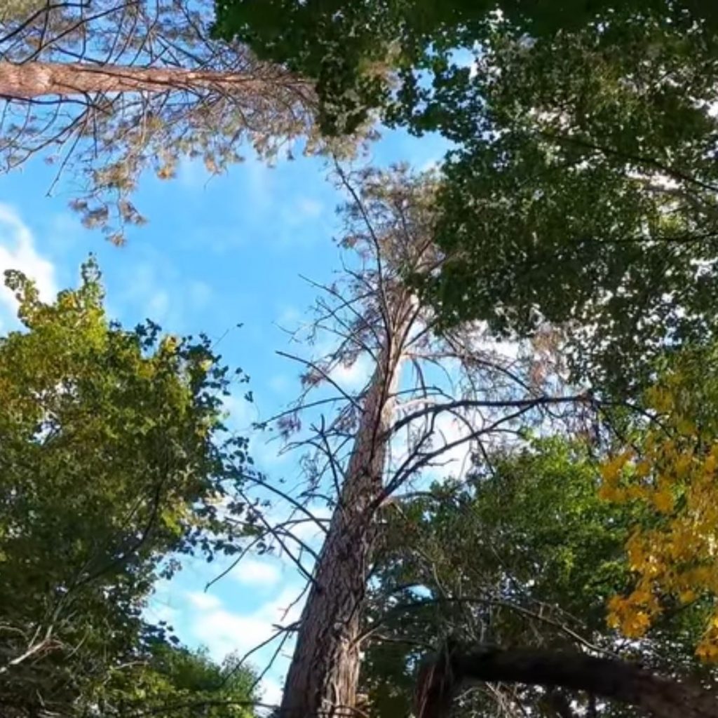 view of trees from above