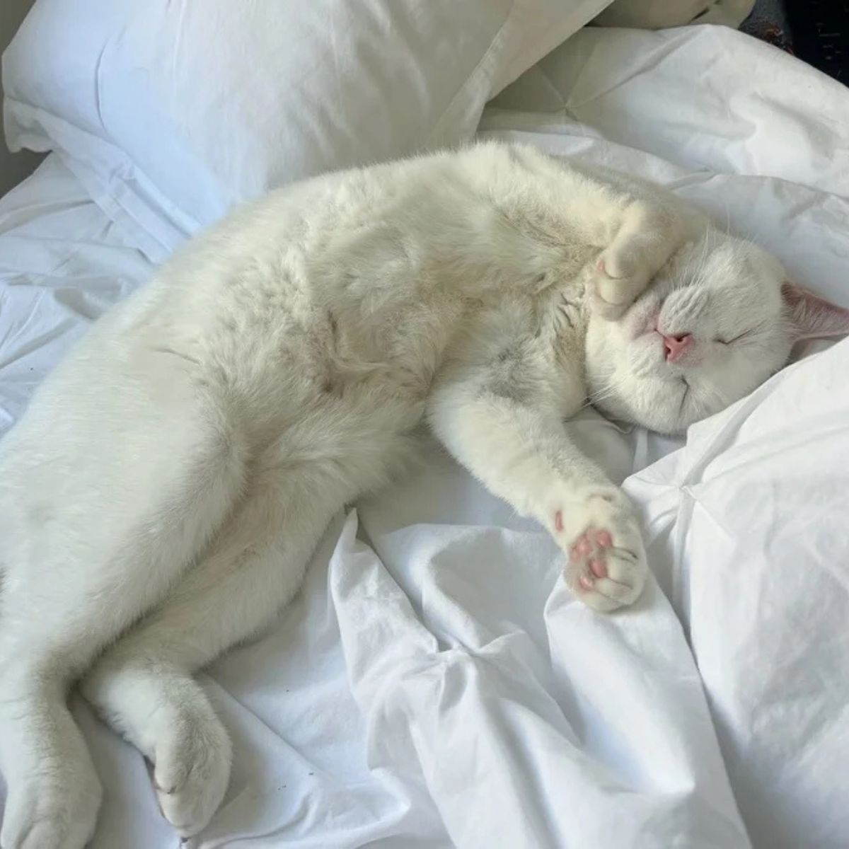 white cat lying in bed