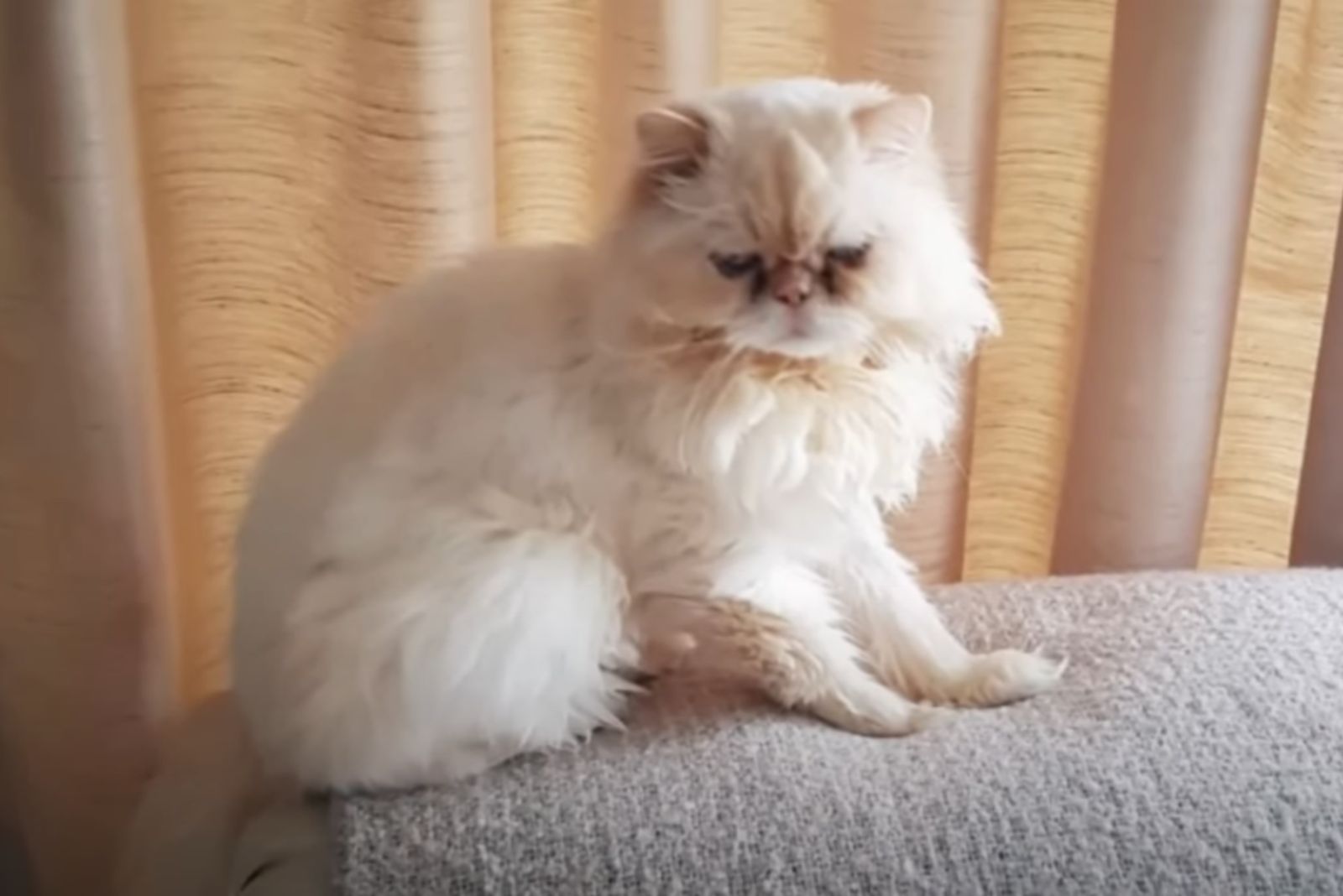 white cat on the couch