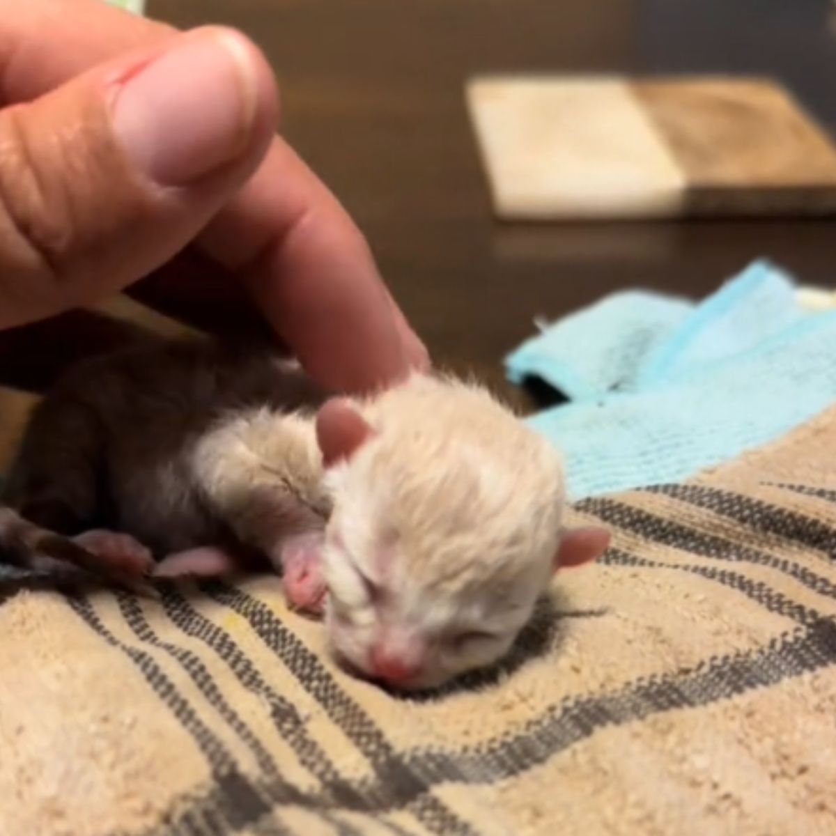 white newborn kitten