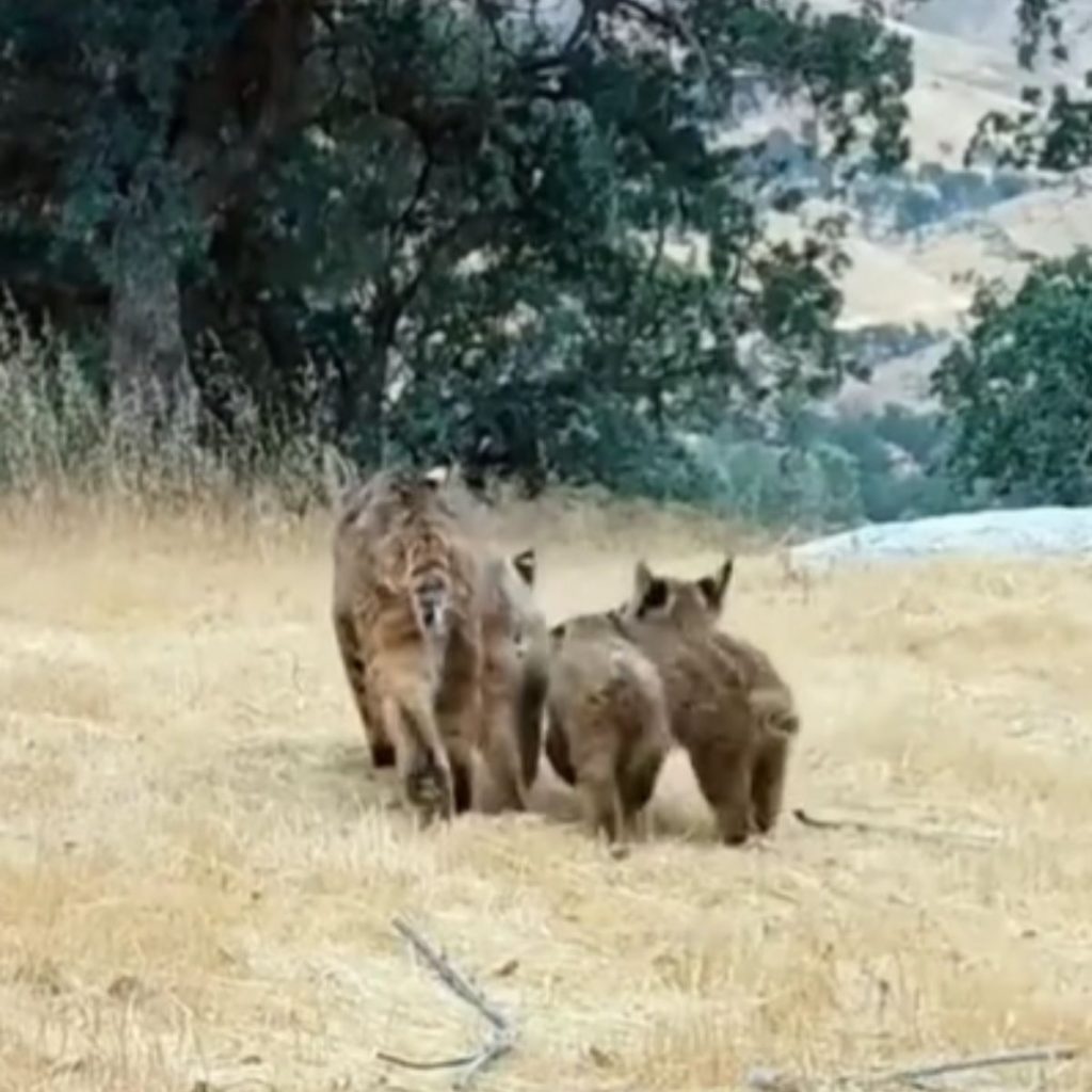 wild lynx are walking in the field