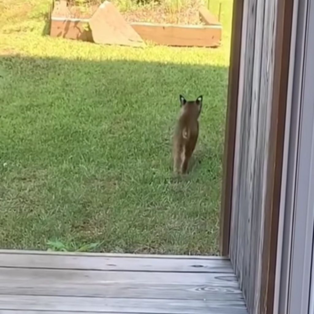 wild lynx in the yard