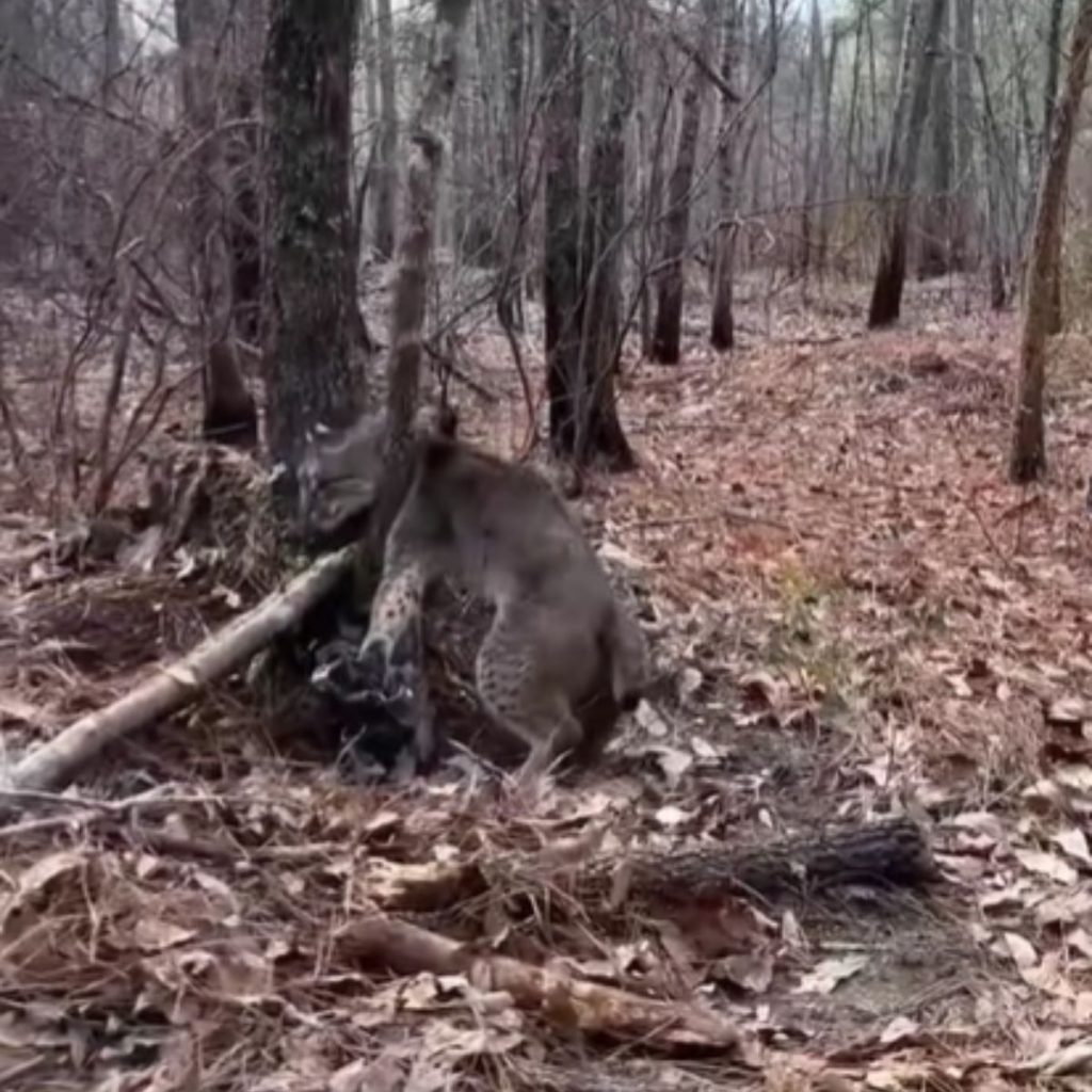 wild lynx trapped in the forest