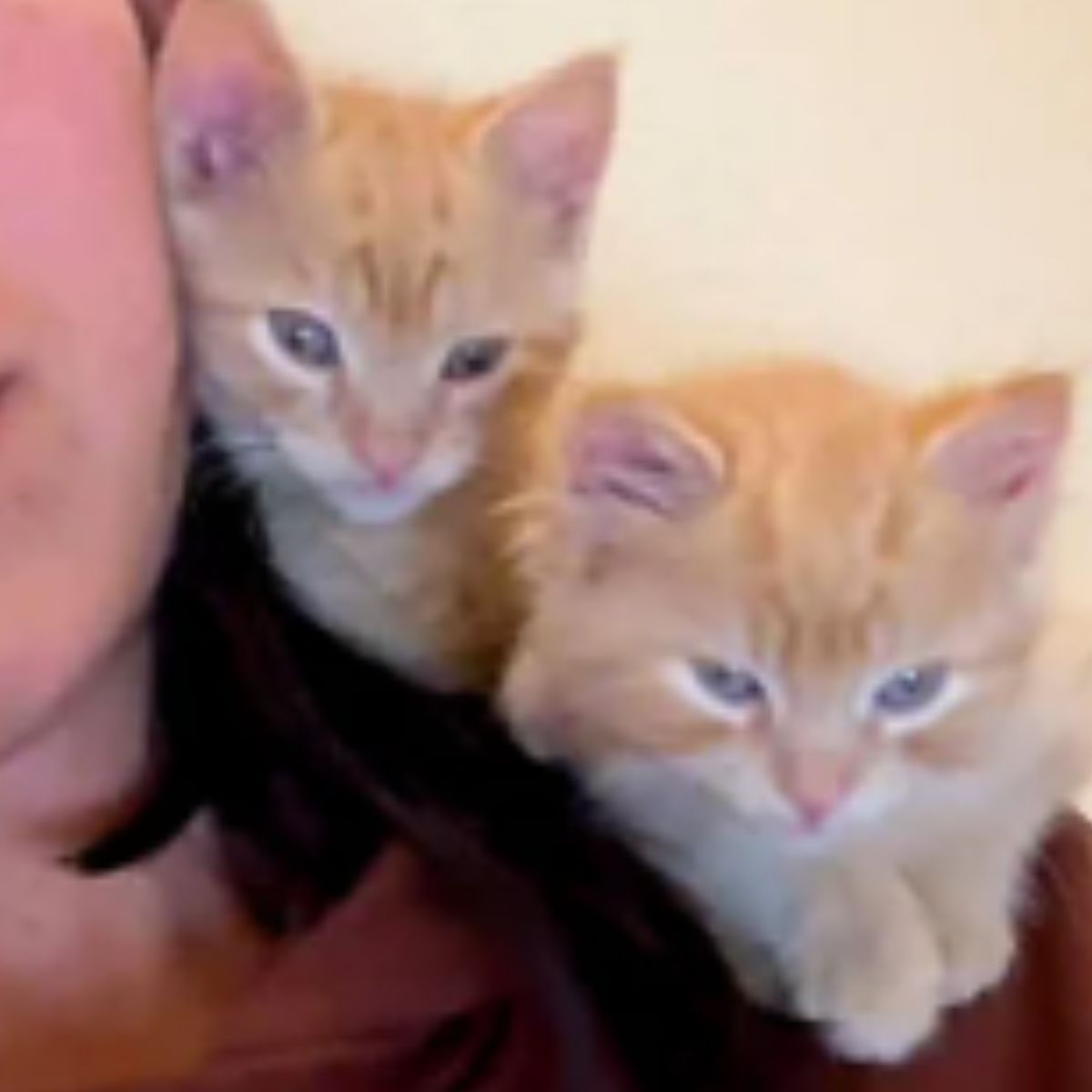 woman and two ginger kittens