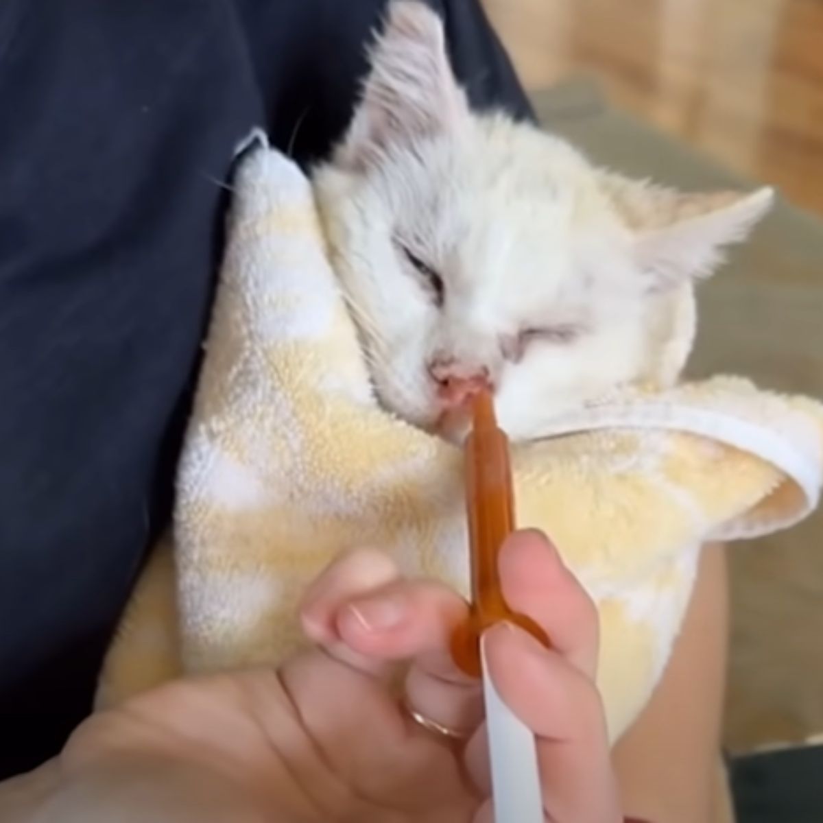 woman giving medicine to cat