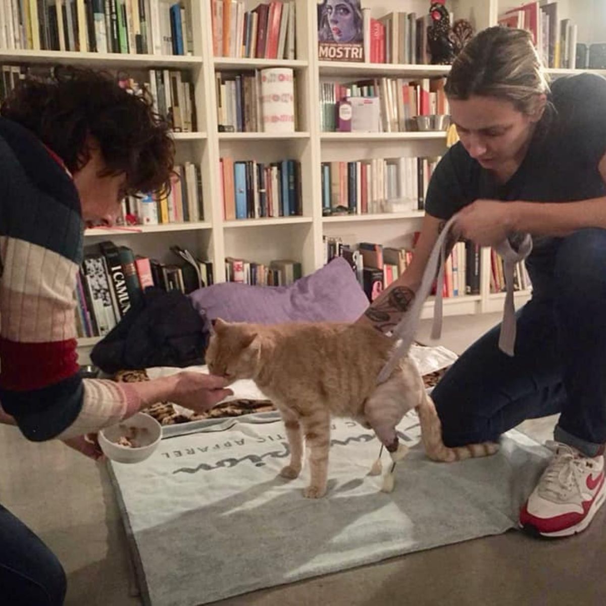 woman helping poor cat while other woman feeding her