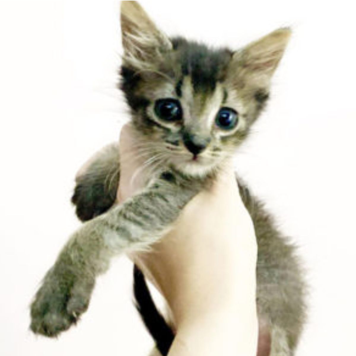 woman holding a cute gray kitten