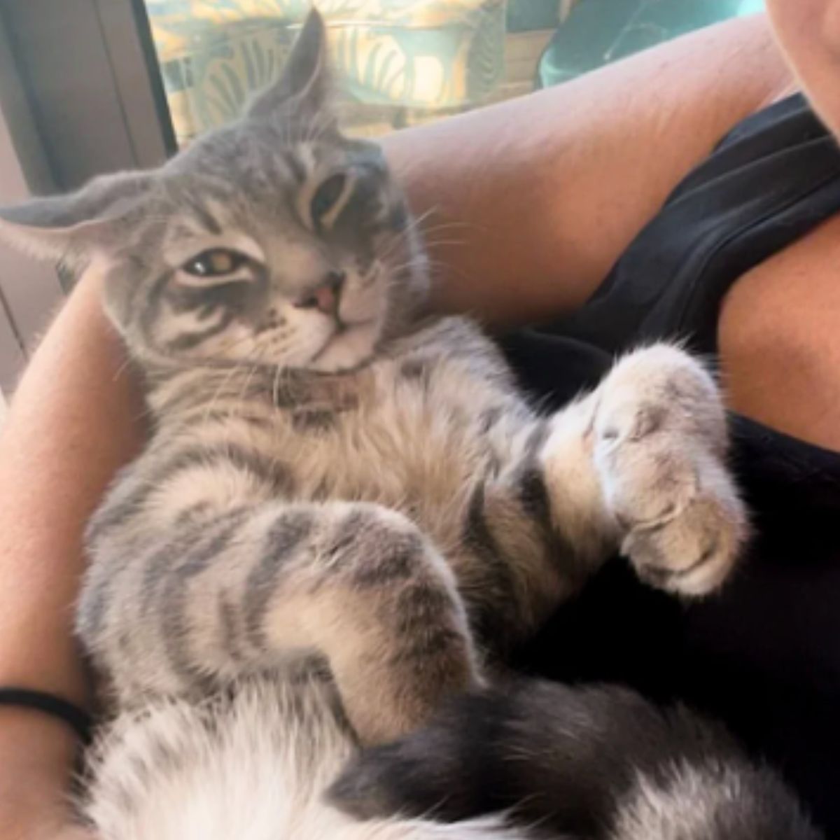 woman holding a gray cat