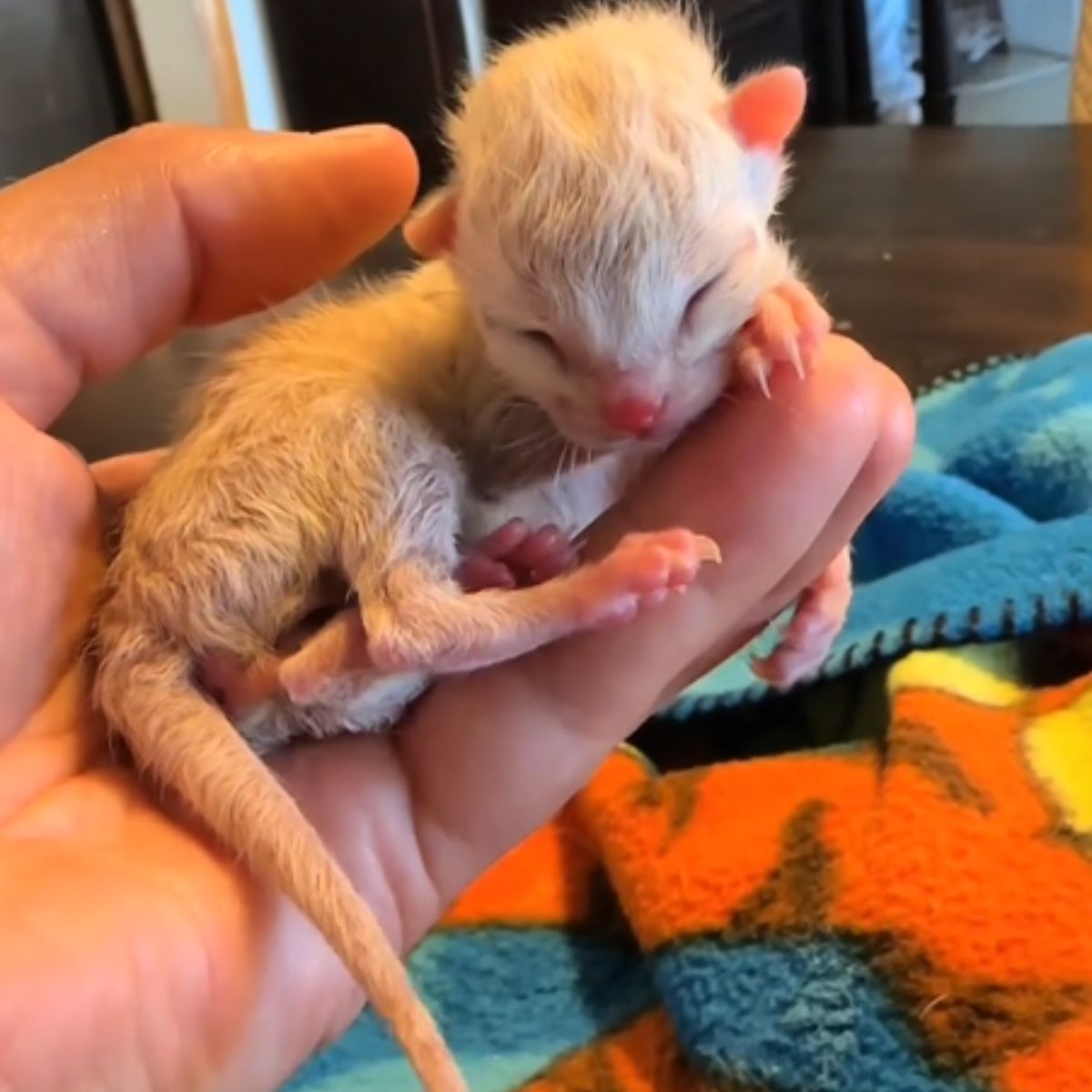 woman holding a kitten on a palm