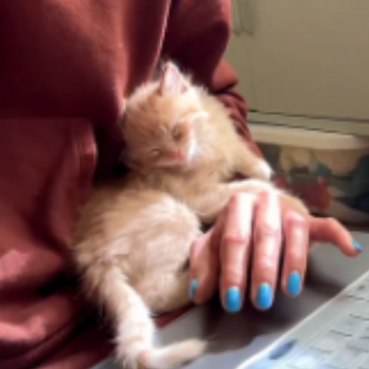 woman holding a sweet ginger kitten